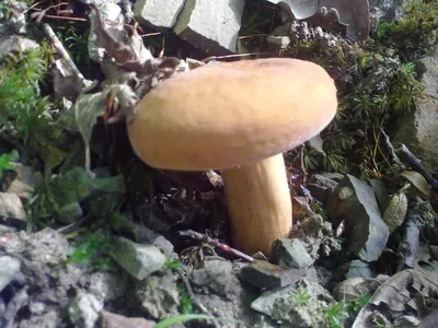 Высокая влажность и туманы в Сочи привели к массовому росту смертельных  грибов, которые нельзя трогать руками
