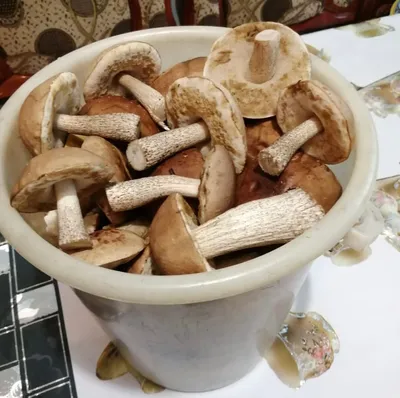 Какие грибы растут в Сочи и где их собирать | Город | Time Out