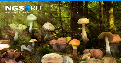 В подмосковных лесах заметили подберезовики: где собирать грибы в  Московской области и когда начинается грибной сезон, как отличить  подберезовик от подосиновика и какие грибы можно есть, куда пойти по грибы  - 20