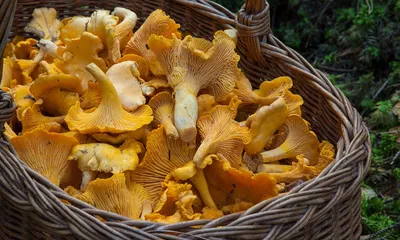 Дары леса: где на Кубани собирают грибы