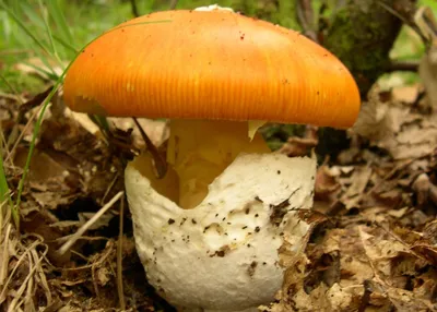 by Mosin - Удивительно, никогда бы не подумал что в Сочи можно собирать  грибы. И тем не менее, классические грибные пенечки с опятами. Я в шоке. А  где вы собираете грибы? Говорят