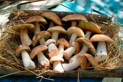 Петербуржцы нашли первые съедобные грибы | Blog Fiesta