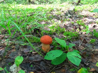 Омичку, ушедшую за грибами больше суток назад, нашли - ОмскПресс