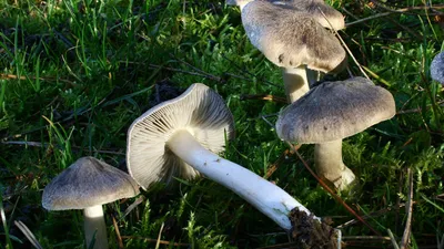 Какие грибы нельзя собирать в лесу из-за новой уголовной статьи УК - 12  октября 2023 - ФОНТАНКА.ру
