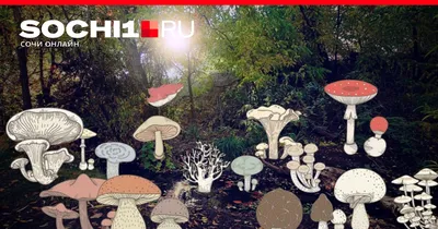 Какие грибы нельзя собирать в Хабаровском крае: памятка грибника - МК  Хабаровск