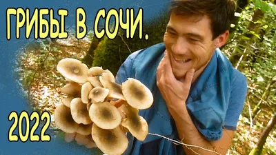 Как отличить ядовитый гриб от съедобного: как выглядит поганка, галерина,  можно ли собирать коровники сентябрь-октябрь 2022 года - 20 сентября 2022 -  sochi1.ru