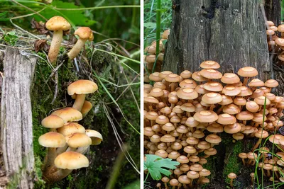 🍁 Купить грибы в Сочи: лесные, съедобные грибы с доставкой на дом -  интернет-магазин Дикоед