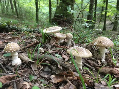 Первые в этом году съедобные грибы нашли в лесу под Ноябрьском - МК Ямал