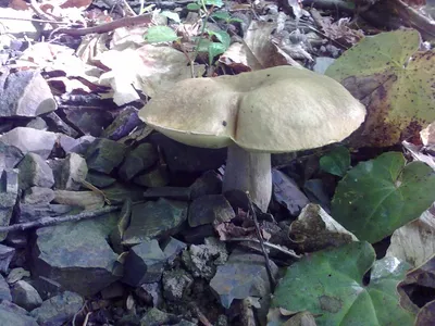 В Сочи сообщили о массовом произрастании краснокнижных ядовитых грибов —  Сноб