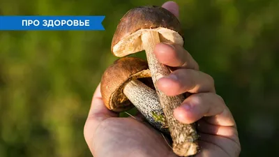 Про грибы, пока они не кончились | 25.10.2016 | Сочи - БезФормата