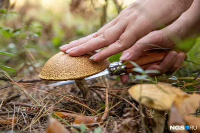 В лесах Подмосковья уже начали появляться съедобные грибы