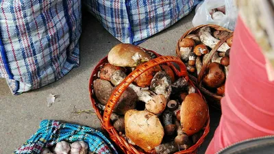Урожай грибов-белосвинух радует жителей села на Ставрополье | Своё ТВ