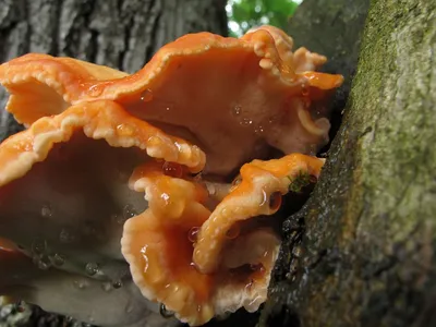 Какие грибы растут на Ставрополье и где их можно собирать | newstracker.ru  | Дзен