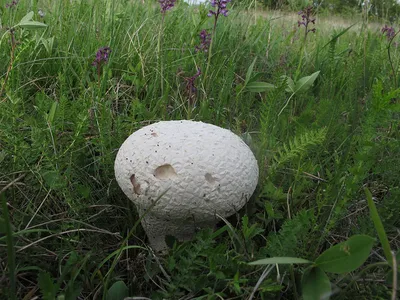 Где и какие грибы можно найти в Ставропольском крае?