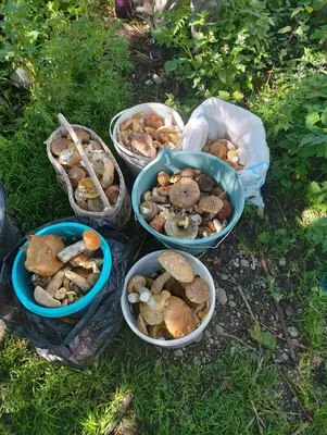 Осенняя пора: как заготовить соленья и где собрать грибы на Ставрополье