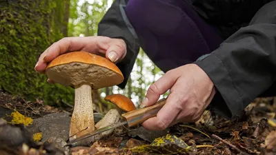 Где летом собирать грибы на Ставрополье | newstracker.ru | Дзен