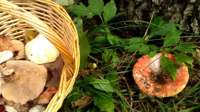 Подскажите что за грибы | Грибы Ставропольский край лес ягоды рыбалка. |  ВКонтакте