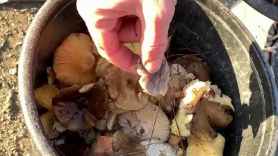 Необычный красный гриб «расцвёл» в лесу Ставрополя в январе | Своё ТВ