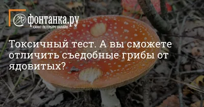 Дело о смертельном отравлении 17-летней девушки грибами на Ставрополье  передано в суд