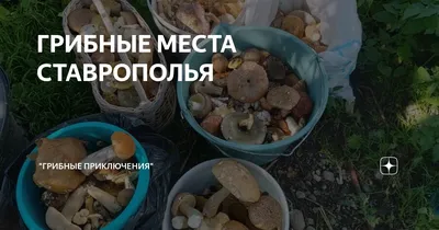 Врач-диетолог рассказала, как правильно сохранить грибы на зиму – Москва  24, 24.07.2023