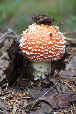 Токсичный тест. А вы сможете отличить съедобные грибы от ядовитых? - 29  августа 2020 - Фонтанка.Ру