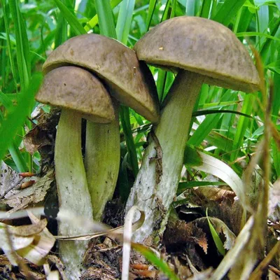 В Кировской области нашли необычные съедобные грибы | 27.04.2022 | Киров -  БезФормата