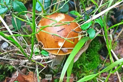 Пензенцы обсуждают, стоит ли есть гриб необычного цвета