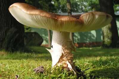 Какие грибы входят в Красную Книгу России (часть 1) | Ягодный Гриболов |  Дзен
