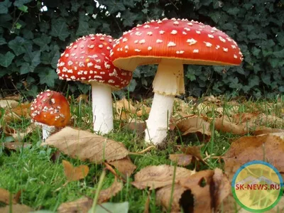 Где искать грибы в Самарской области / Природа / Гайды / Кому на Волге