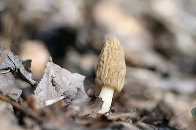 Где и какие грибы можно найти в Ставропольском крае?