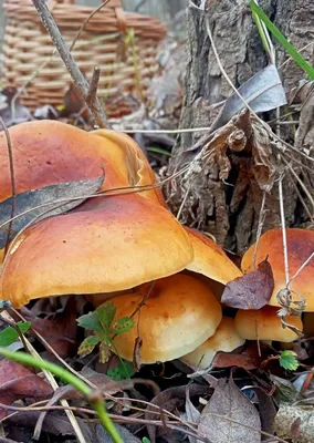 Какие грибы нельзя собирать в лесу из-за новой уголовной статьи УК - 12  октября 2023 - Фонтанка.Ру
