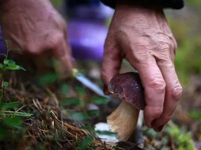 Эти съедобные грибы точно вас удивят - belsat.eu