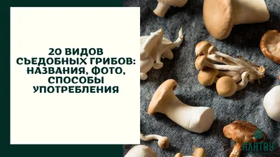 На Ставрополье с начала года грибами отравились 12 человек