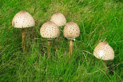 При сборе грибов надо уметь отличать ядовитые от съедобных - Новости -  Главное управление МЧС России по Ненецкому АО