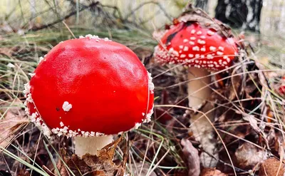 На Ставрополье назвали грибы, за сбор которых могут посадить — Новости  Ставрополя и СКФО - NewsTracker