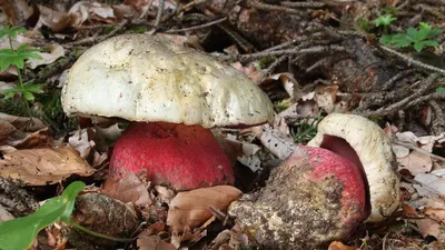 Токсиколог перечислил внешние признаки ядовитых грибов - Газета.Ru | Новости