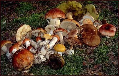 В Ставропольском крае в этом сезоне уже 12 человек отравились грибами ::  1777.Ru
