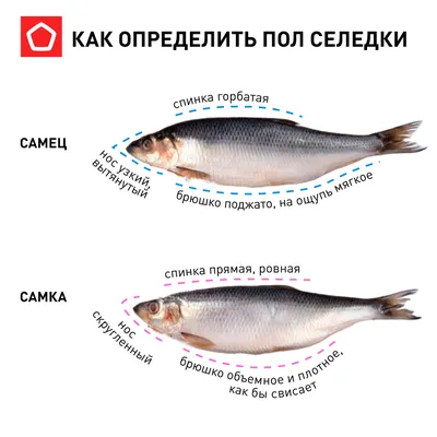 Гид по сельди| от Роскачества