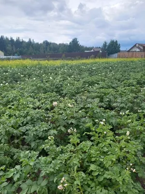 Продам земельный участок ижс на переулке Черемуховом в поселке Ойском в  районе Ермаковском Ермаковское 8.0 сот 385000 руб база Олан ру объявление  95149412