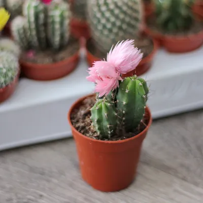 Кактус Cactus