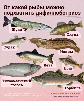 Рыбу буффало называют русским карасем, карпом или гибридом, ихтиолог  рассказывает почему Американец не прижился в России | Заметки ихтиолога. |  Дзен