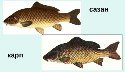 Чем опасна рыба: какие заболевания передаются с речной рыбой - 7 ноября  2021 - НГС