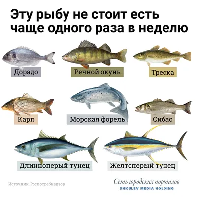 Рыбалка\" Сазан и карп, один и тот же вид рыбы или все таки есть различия,  тех кого интересует этот вопрос ихтиолог дает ответ | Заметки ихтиолога. |  Дзен