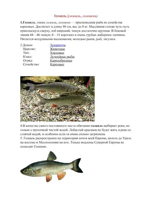 Вобла Астраханская вяленая | «ВОБЛА» - рыбный магазин №1