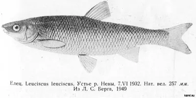 15 видов рыб семейства карповых: список и характеристика пресноводных  видов, их особенности