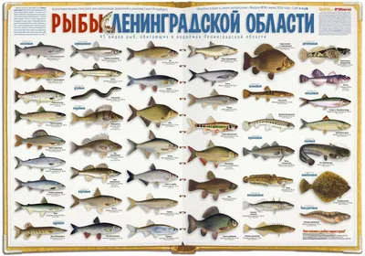 Рыба маринка общее название рыб рода маринки семейства карповые - YouTube