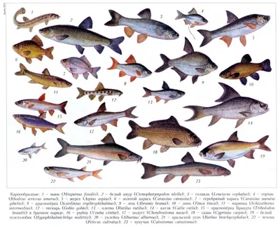Рыбы семейства карповых: список с фото и названиями