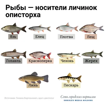 Сколько видов лососевых рыб встречается в Российских водах? | Вокруг Света