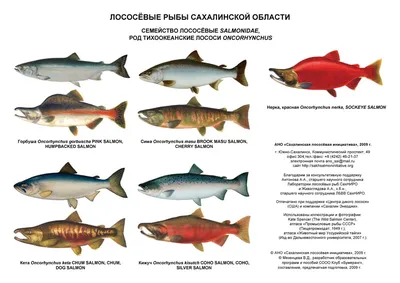 Своя Рыбка - Самый-самый лосось ☑ Рыбы семейства лососевых — самые  узнаваемые и любимые в мире. Горбуша, кета, кижуч, нерка, сима, чавыча,  голец, таймень, сиг — наверняка вам хорошо знакомы эти названия.