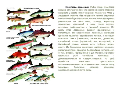 Лососёвые (лат. Salmonidae) – Эволюция, классификация, генетика